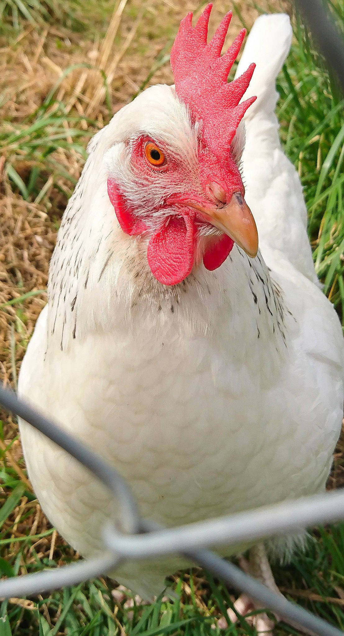 Cotcote a rejoint le concours — aidez-le/la à gagner de superbes lots ! beak, bird, chicken, comb, fowl, galliformes, livestock, phasianidae, poultry, rooster, vertebrate