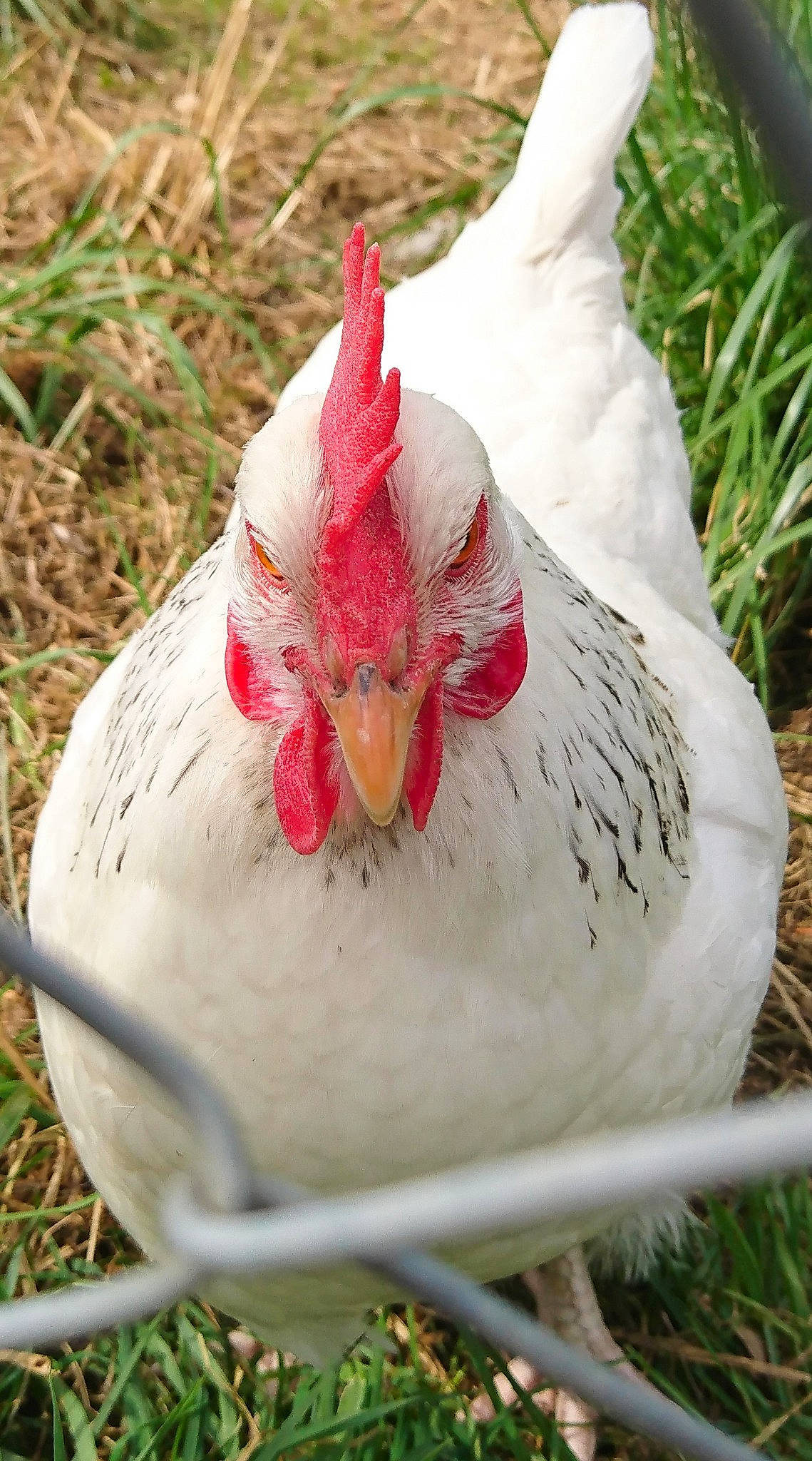 Cotcote participe au concours pour gagner de l'argent avec cette photo : beak, bird, chicken, comb, fowl, galliformes, livestock, phasianidae, plant, poultry, rooster