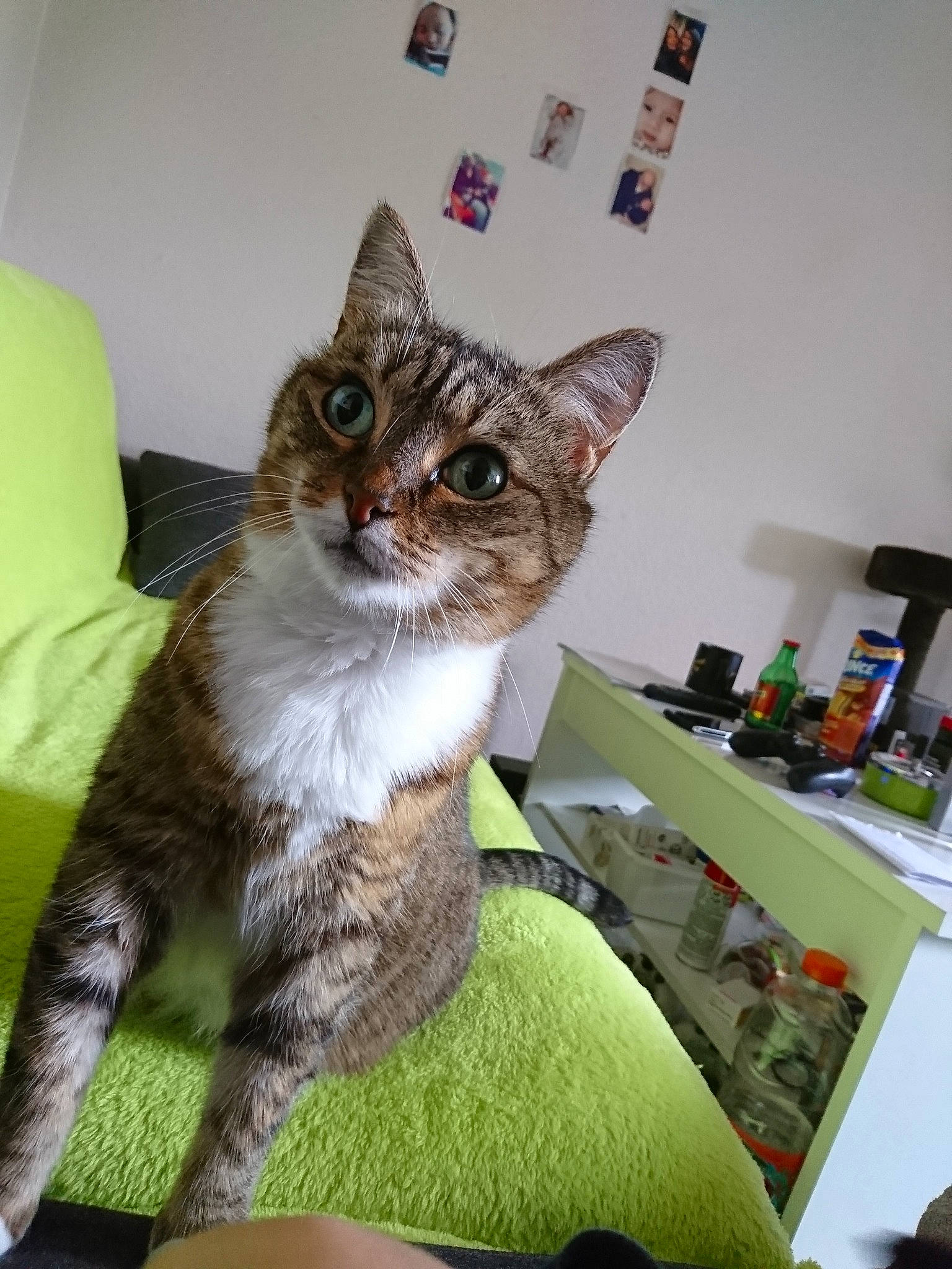 Pimousse a rejoint le concours — aidez-le/la à gagner de superbes lots ! aegean_cat, american_shorthair, american_wirehair, asian, australian_mist, california_spangled, carnivore, cat, domestic_short_haired_cat, dragon_li, european_shorthair, felidae, german_rex, kitten, mammal, ocicat, person, pixie_bob, small_to_medium_sized_cats, tabby_cat