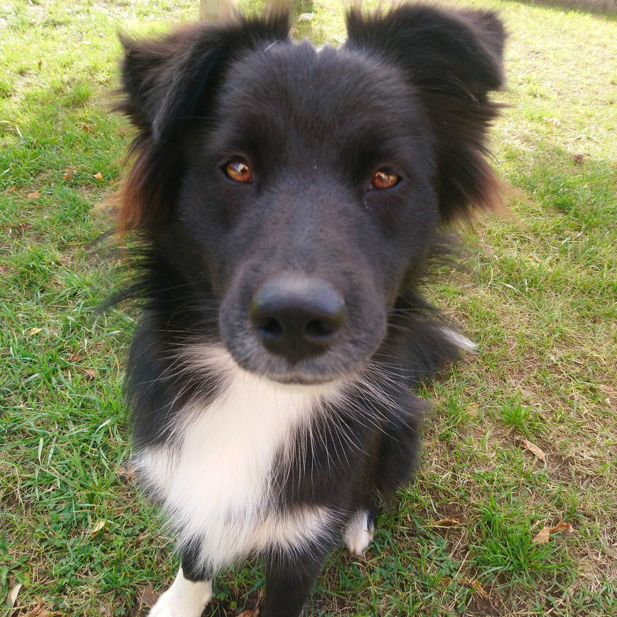 Abyss a rejoint le concours — aidez-le/la à gagner de superbes lots ! australian_collie, borador, border_collie, canidae, carnivore, companion_dog, dog, dog_breed, english_shepherd, herding_dog, mammal, nose, rare_breed_dog, snout, sporting_group, stabyhoun, vertebrate, welsh_sheepdog