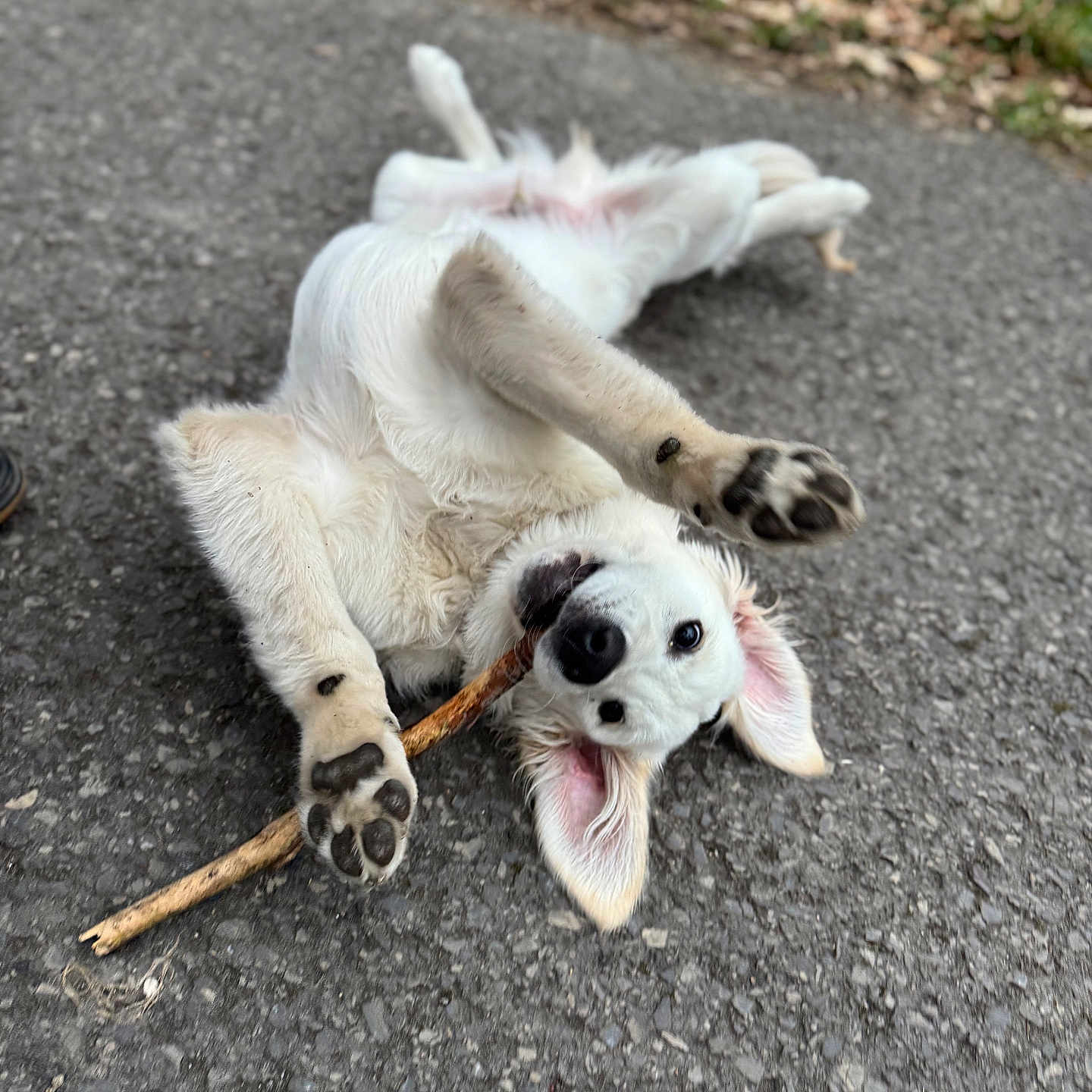 Diego participe au concours pour gagner de l'argent avec cette photo : accessories, animal, ball, canine, clothing, dog, footwear, goldenretriever, grass, hound, husky, pet, plant, puppy, road, shoe, soil, sport, strap, whitedog