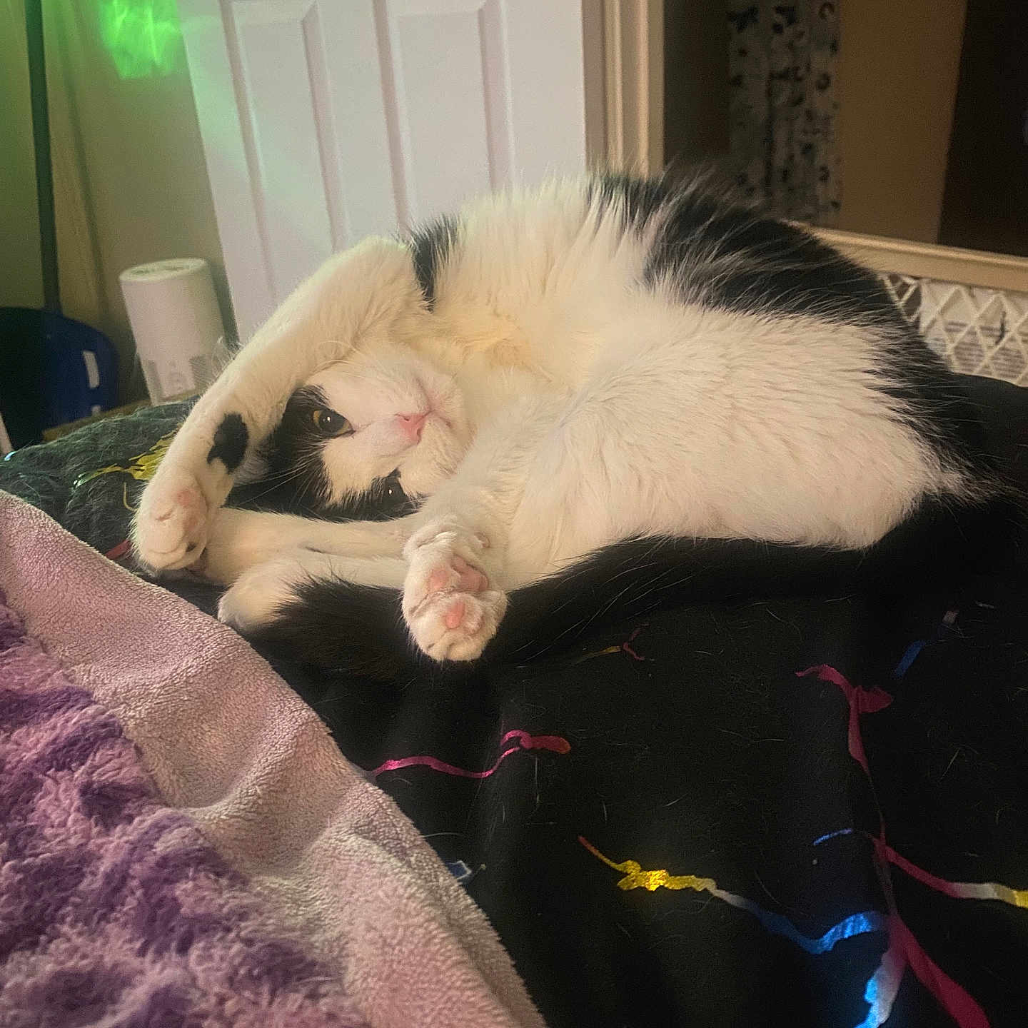Miami joined the competition — help win amazing prizes! animal, architecture, bed, bedroom, blanket, building, cat, couch, furniture, indoors, interiordesign, kitten, livingroom, manx, person, pet, quilt, room, sleeping, towel