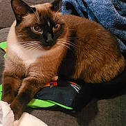 Astrid is registered to the contest to win money with this photo: siamese_cat, cat, pet, feline, animal, couch, pillow, blanket, indoor, resting, brown_fur, white_fur, blue_blanket, cozy, domestic_animal, whiskers, ears, tail, relaxed, living_room