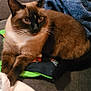 siamese_cat, cat, pet, feline, animal, couch, pillow, blanket, indoor, resting, brown_fur, white_fur, blue_blanket, cozy, domestic_animal, whiskers, ears, tail, relaxed, living_room