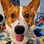 Ein is registered to the contest to win money with this photo: animal, bed, blanket, canine, close_up, colorful, companion, corgi, cute, dog, domestic_animal, ears, fur, happy, indoor, mammal, nose, pet, playful, tongue_out