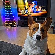 Ein is registered to the contest to win money with this photo: animal, animated_show, brown_and_white, christmas_tree, colorful_lights, corgi, couch, cozy, cute, dog, ears, floor, furniture, holiday_decor, indoor, living_room, paws, pet, television, watching