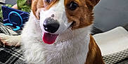 Ein is registered to the contest to win money with this photo: animal, companion, corgi, cozy, cute, dog, ears, furry, happy, home, indoor, living_room, painting, person_blurred, pet, plaid_blanket, portrait, resting, smiling, tongue_out