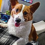 animal, companion, corgi, cozy, cute, dog, ears, furry, happy, home, indoor, living_room, painting, person_blurred, pet, plaid_blanket, portrait, resting, smiling, tongue_out