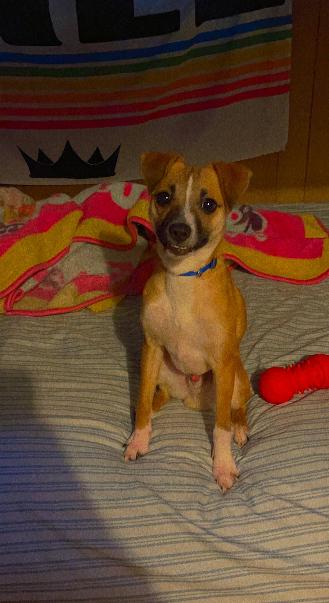 Axl is registered to the contest to win money with this photo: ancient_dog_breeds, canidae, carnivore, chihuahua, companion_dog, dog, dog_breed, dog_clothes, fawn, flooring, hardwood, hound, non_sporting_group, paw, snout, sporting_group, tail, terrier, toy_dog, working_animal