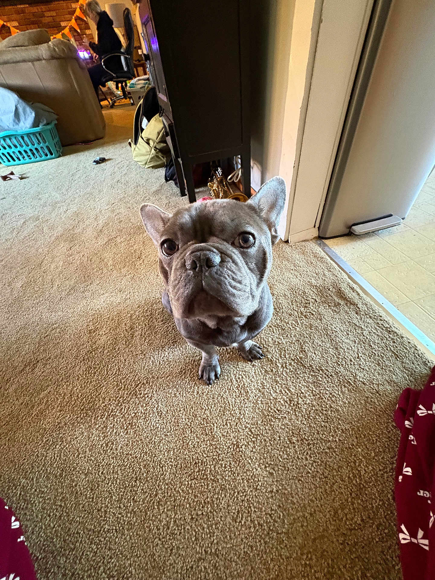Ice is registered to the contest to win money with this photo: animal, bag, brown_carpet, cabinet, canine, carpet, casual, chair, curious, dog, floor, french_bulldog, furniture, home, indoor, laundry_basket, living_room, person, pet, refrigerator