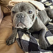 Ice joined the competition — help win amazing prizes! animal, blanket, bulldog, canine, checkered, collar, companion, couch, cute, dog, face, fur, gray_dog, home, indoor, lying_down, paw, pet, relaxed, resting