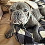 animal, blanket, bulldog, canine, checkered, collar, companion, couch, cute, dog, face, fur, gray_dog, home, indoor, lying_down, paw, pet, relaxed, resting