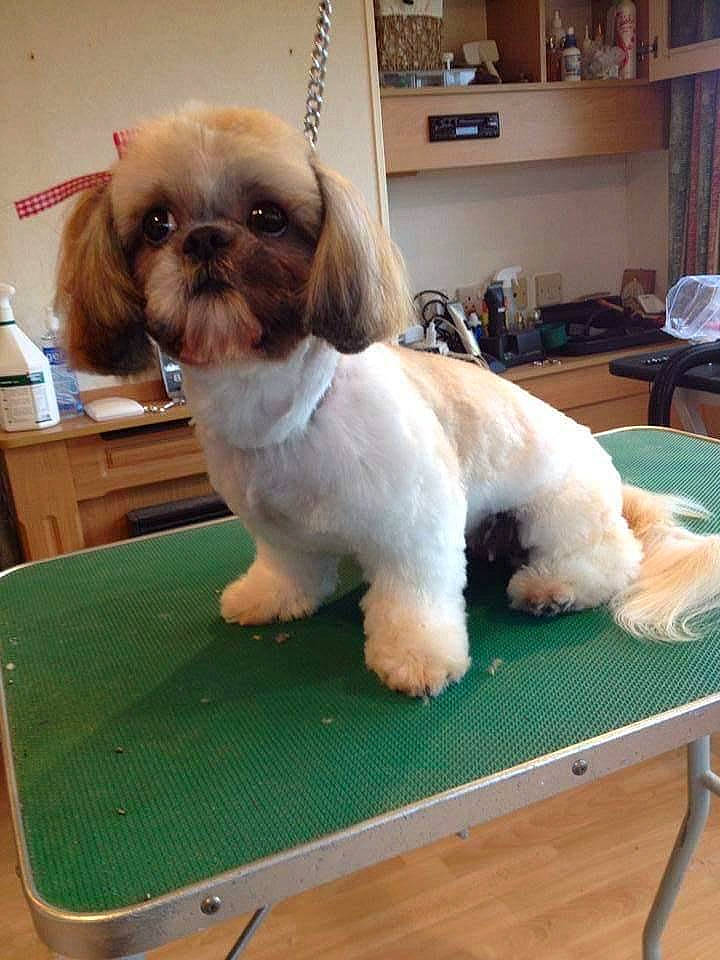 Iris participe au concours pour gagner de l'argent avec cette photo : bolonka, canidae, carnivore, chinese_imperial_dog, companion_dog, dog, dog_breed, kyi_leo, lhasa_apso, liver, lowchen, maltepoo, mammal, non_sporting_group, pekapoo, puppy, shih_poo, shih_tzu, toy_dog, vertebrate