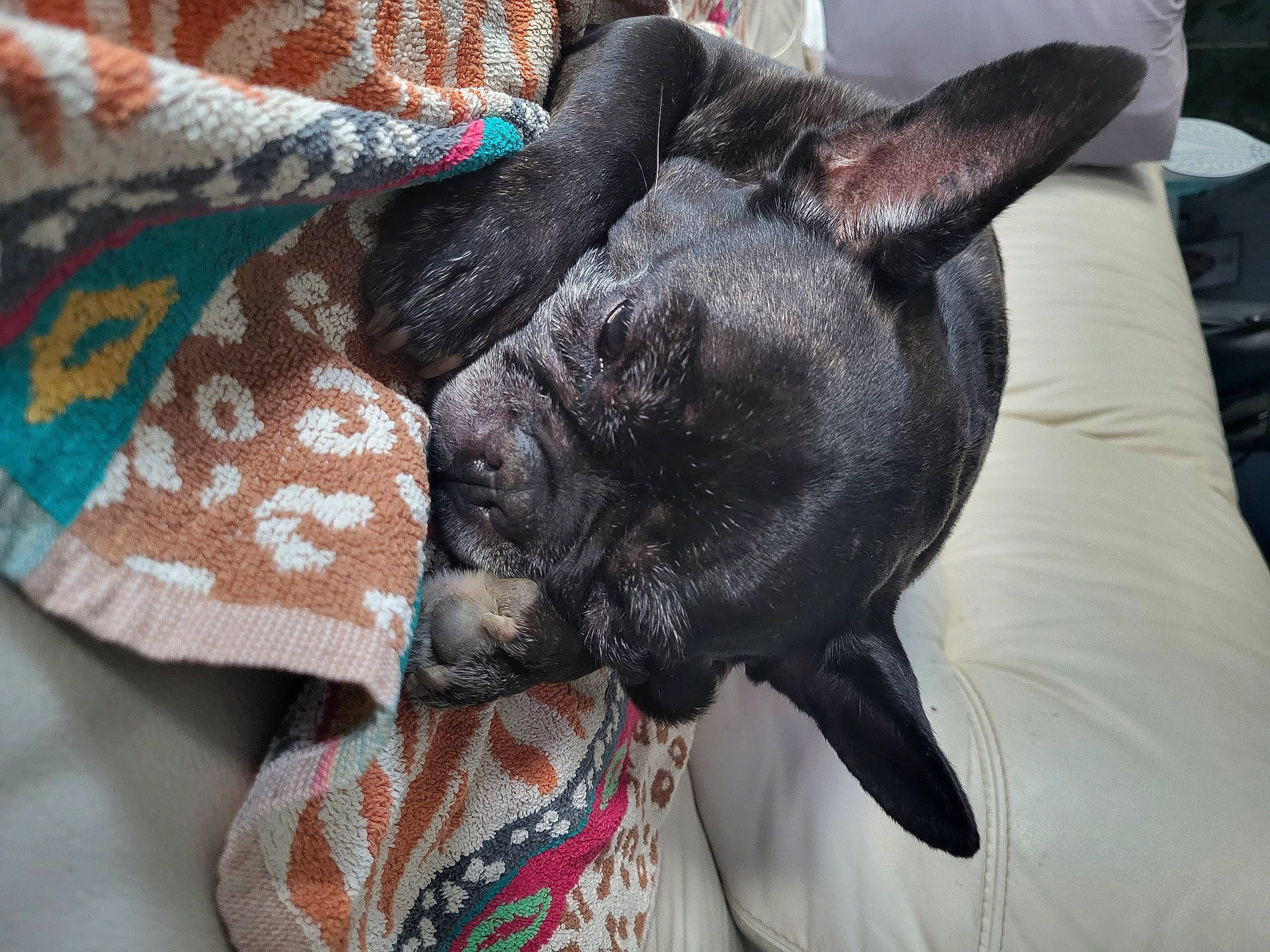 Foxy participe au concours pour gagner de l'argent avec cette photo : canidae, carnivore, collar, comfort, companion_dog, dog, dog_breed, ear, fashion_accessory, fawn, felidae, fur, grey, linens, pattern, small_to_medium_sized_cats, snout, sporting_group, whiskers, working_animal