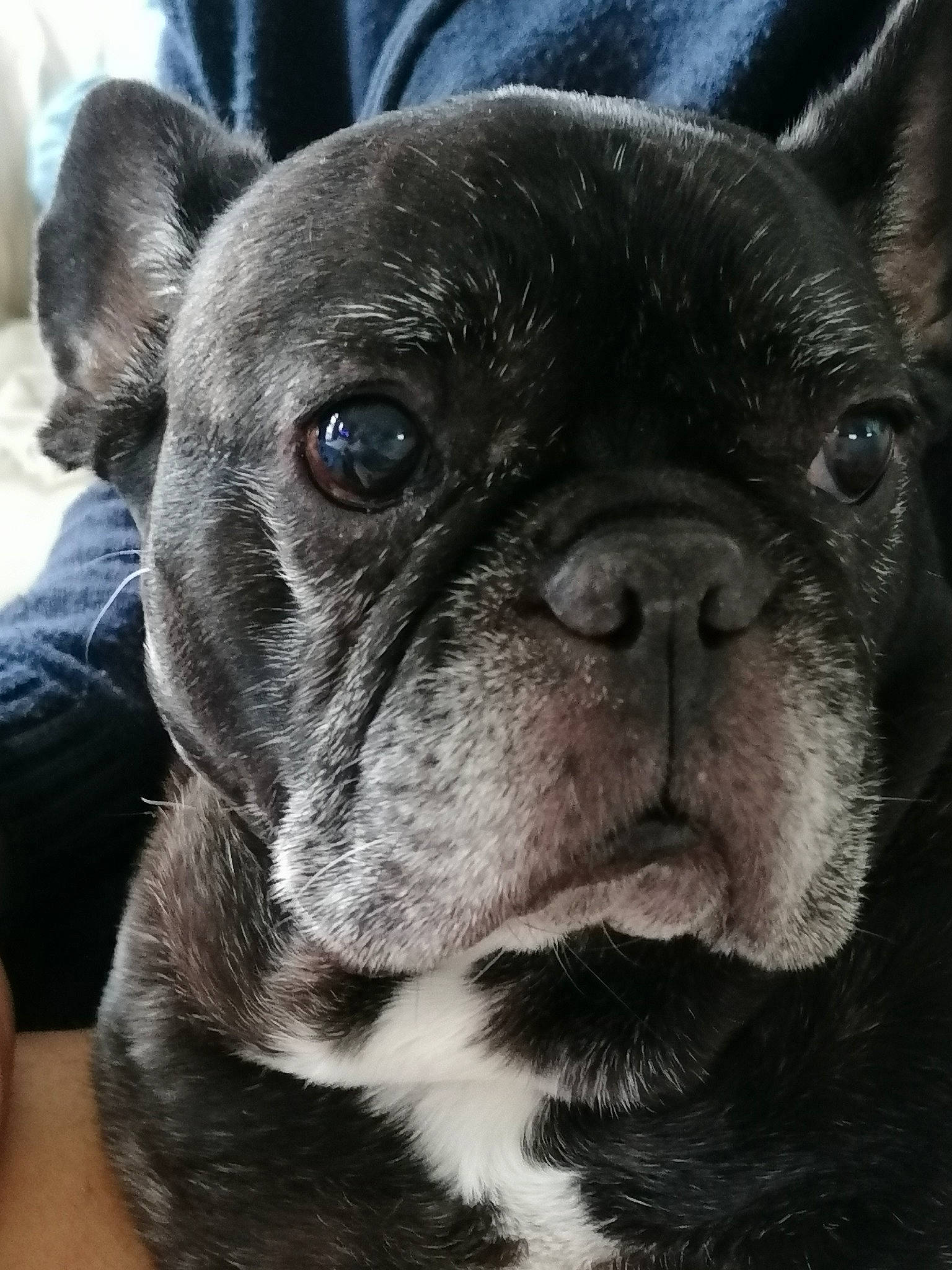 Foxy participe au concours pour gagner de l'argent avec cette photo : bulldog, canidae, carnivore, close_up, collar, companion_dog, dog, dog_breed, dog_collar, ear, eye, fawn, pug, snout, sporting_group, terrestrial_animal, toy_dog, whiskers, working_animal, wrinkle