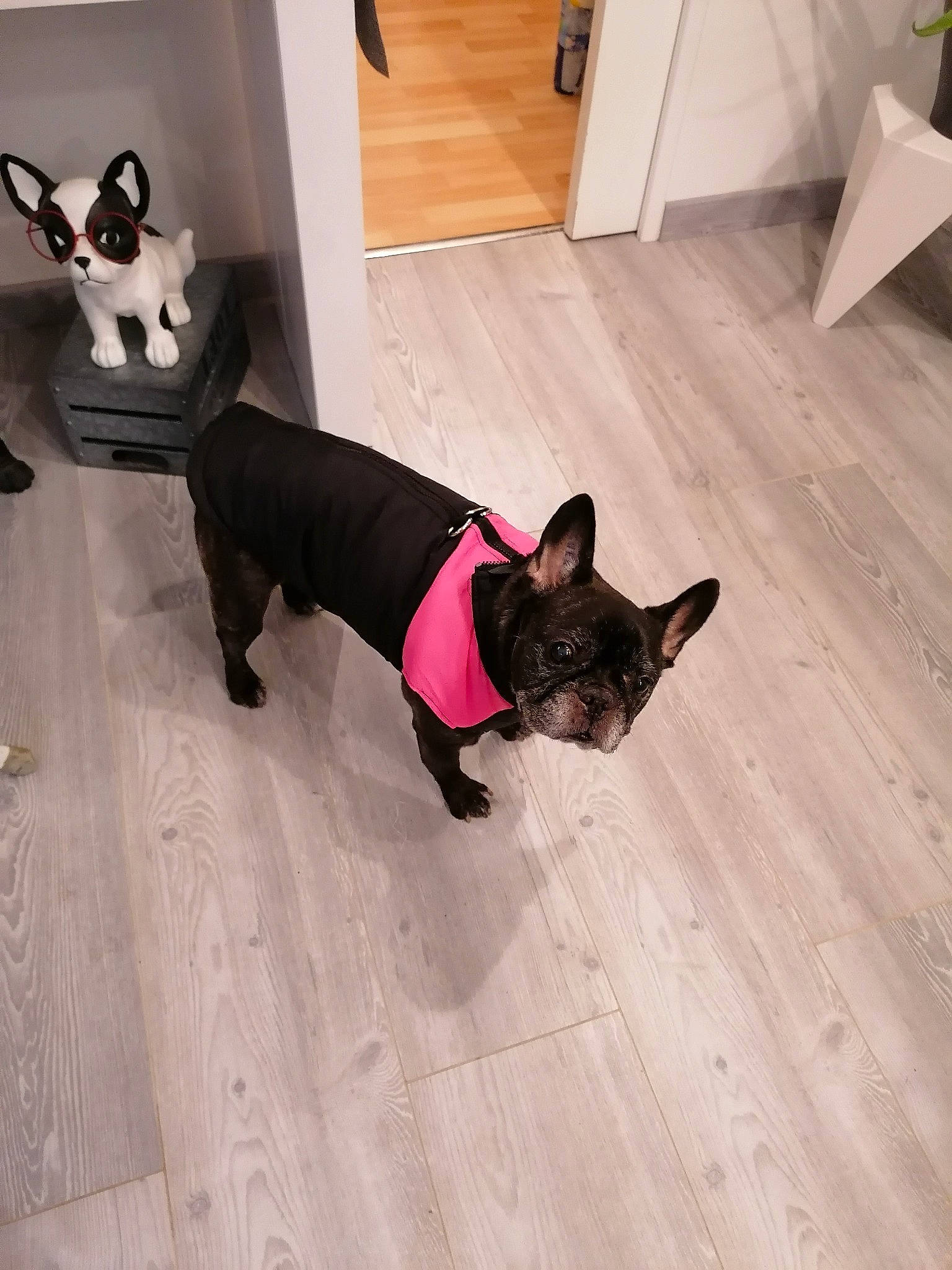 Foxy a rejoint le concours — aidez-le/la à gagner de superbes lots ! carnivore, collar, companion_dog, dog, dog_breed, dog_clothes, dog_collar, dog_supply, fawn, floor, flooring, hardwood, laminate_flooring, pet_supply, snout, tail, toy_dog, wood, wood_flooring, working_animal