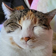 Freya joined the competition — help win amazing prizes! cat, close_up, sleeping, fur, whiskers, pet, animal, indoor, relaxed, cute, face, mammal, domestic_cat, feline, soft, peaceful, nose, ears, closed_eyes, resting