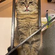 Rudy a rejoint le concours — aidez-le/la à gagner de superbes lots ! cat, tabby, feline, pet, animal, stairs, metal_bars, indoor, cute, fur, whiskers, tongue_out, sitting, expression, closeup, paws, striped, domestic_cat, household, portrait