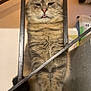cat, tabby, feline, pet, animal, stairs, metal_bars, indoor, cute, fur, whiskers, tongue_out, sitting, expression, closeup, paws, striped, domestic_cat, household, portrait