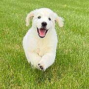 Bennie joined the competition — help win amazing prizes! puppy, dog, running, grass, outdoor, happy, playful, greenery, field, animal, pet, cute, nature, ears, mouth_open, daylight, fur, canine, smiling, young