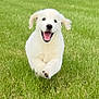 puppy, dog, running, grass, outdoor, happy, playful, greenery, field, animal, pet, cute, nature, ears, mouth_open, daylight, fur, canine, smiling, young