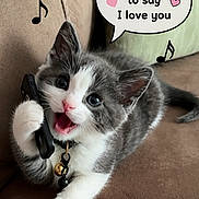 Lucky is registered to the contest to win money with this photo: kitten, cat, phone, couch, gray_and_white, pet, cute, playful, speech_bubble, musical_notes, indoor, collar, bell, paw, fur, animal, young, whiskers, ears, tongue