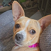 Katie is registered to the contest to win money with this photo: dog, pet, close_up, ears, collar, pink_collar, brown_dog, indoor, cushion, cozy, animal, cute, face, snout, fur, resting, looking, companion, domestic_animal, portrait