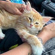 Mowgli joined the competition — help win amazing prizes! kitten, cat, pet, animal, orange_cat, white_paw, hand, tattoo, car_interior, seatbelt, human_arm, comfort, resting, cute, feline, fur, closeup, relaxation, domestic_animal, cozy