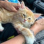 kitten, cat, pet, animal, orange_cat, white_paw, hand, tattoo, car_interior, seatbelt, human_arm, comfort, resting, cute, feline, fur, closeup, relaxation, domestic_animal, cozy