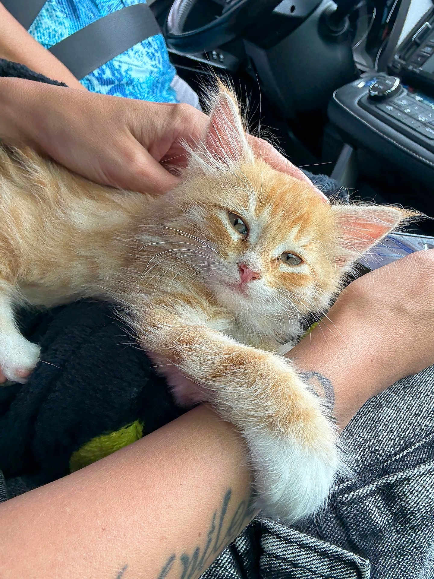 Mowgli joined the competition — help win amazing prizes! kitten, cat, pet, animal, orange_cat, white_paw, hand, tattoo, car_interior, seatbelt, human_arm, comfort, resting, cute, feline, fur, closeup, relaxation, domestic_animal, cozy