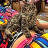 background, boxes, carpet, casual, cat, clutter, colorful_clothing, curious, feline, fluffy, fur, hand, indoor, kitten, pants, person, pet, relaxed, tabby, whiskers