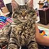 animal, blanket, cat, closeup, colorful, cozy, cute, domestic_cat, fur, furry, hand, indoor, kitten, paw, pet, relaxed, sleepy, tabby, whiskers, young