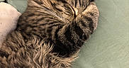 Milo is registered to the contest to win money with this photo: animal, bed, cat, close_up, covering_face, cozy, cute, ears, feline, fur, indoor, mammal, paw, pet, relaxed, resting, sleeping, soft, tabby, whiskers