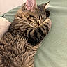 animal, bed, cat, close_up, covering_face, cozy, cute, ears, feline, fur, indoor, mammal, paw, pet, relaxed, resting, sleeping, soft, tabby, whiskers