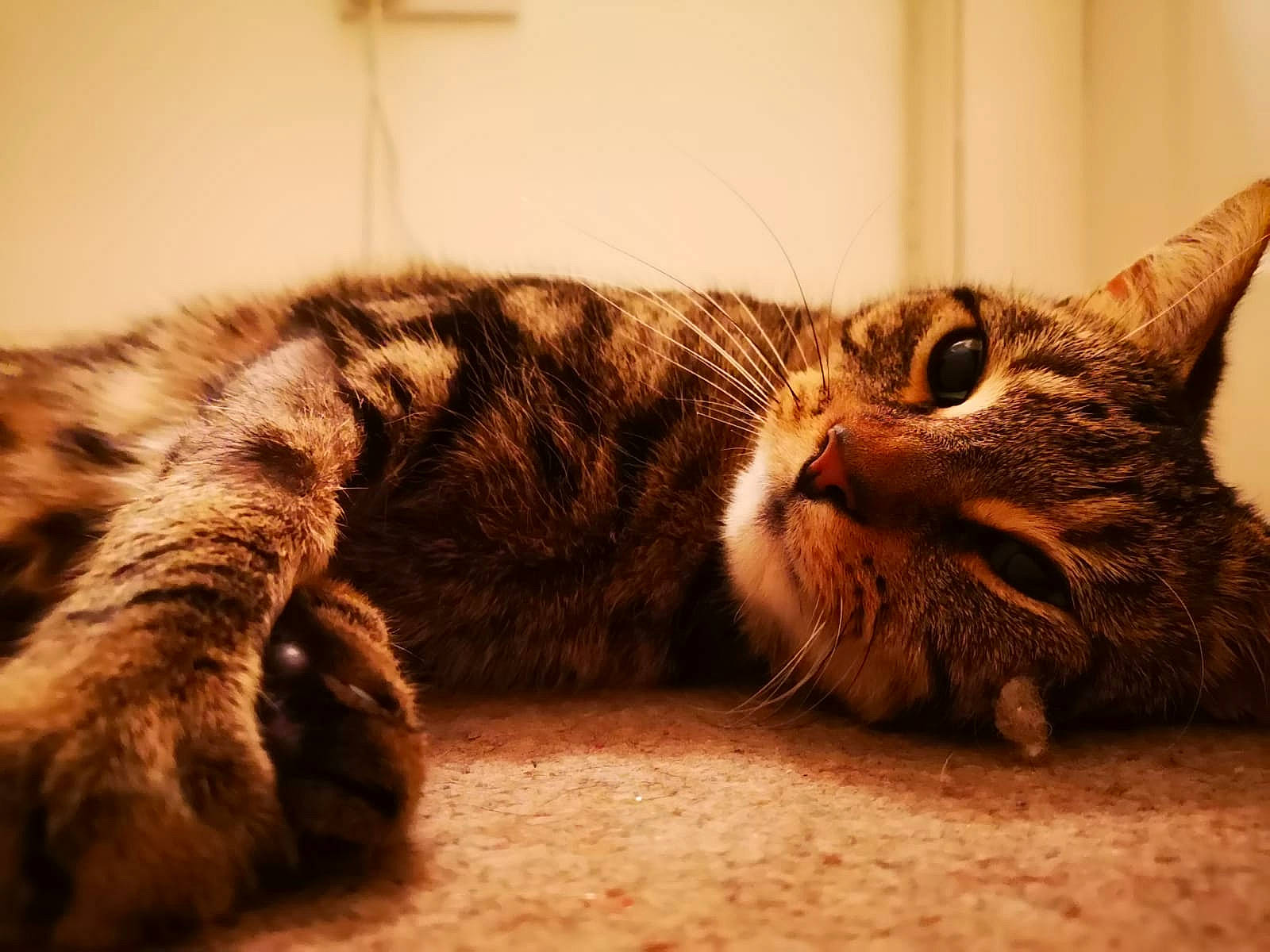 Rory is registered to the contest to win money with this photo: american_shorthair, asian, california_spangled, carnivore, cat, domestic_short_haired_cat, dragon_li, egyptian_mau, european_shorthair, eye, felidae, fur, kitten, mammal, ocicat, small_to_medium_sized_cats, snout, tabby_cat, toyger, whiskers