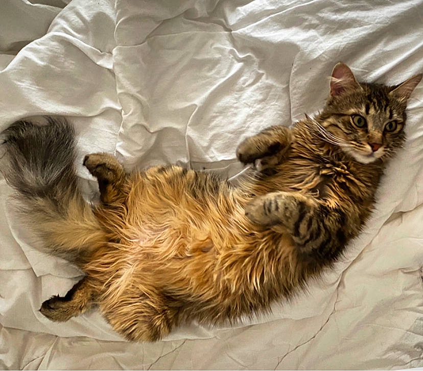 Stone participe au concours pour gagner de l'argent avec cette photo : american_bobtail, asian, carnivore, cat, domestic_long_haired_cat, dragon_li, european_shorthair, fawn, felidae, fur, kitten, maine_coon, mammal, norwegian_forest_cat, oriental_longhair, pixie_bob, small_to_medium_sized_cats, tabby_cat, whiskers