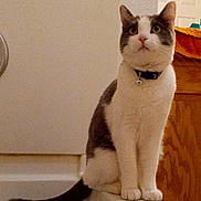 Hero joined the competition — help win amazing prizes! cat, pet, indoor, curious, white, gray, collar, bell, floor, kitchen, cabinet, towel, sitting, animal, feline, domestic, whiskers, ears, tail, looking