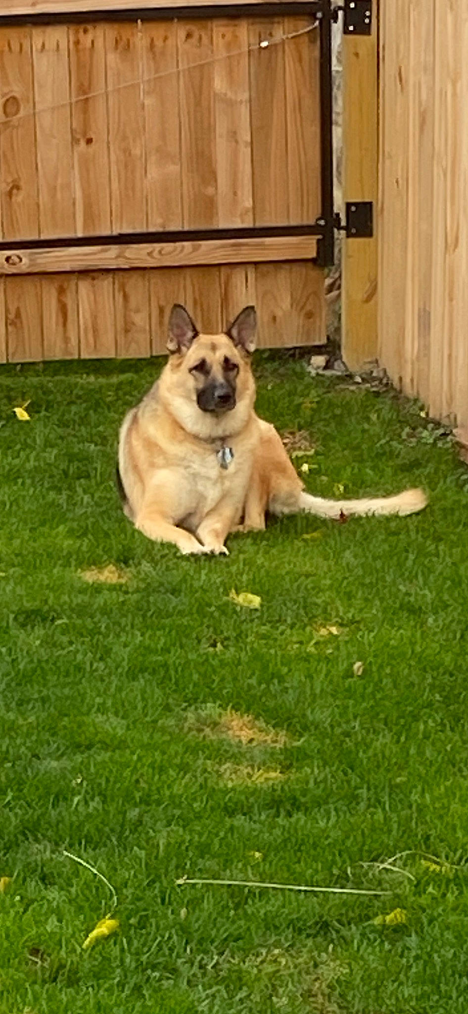 Mia joined the competition — help win amazing prizes! ancient_dog_breeds, canidae, carnivore, companion_dog, dog, dog_breed, dog_supply, door, fawn, fence, german_shepherd_dog, grass, non_sporting_group, plant, sporting_group, tail, terrestrial_animal, working_animal, working_dog, yard