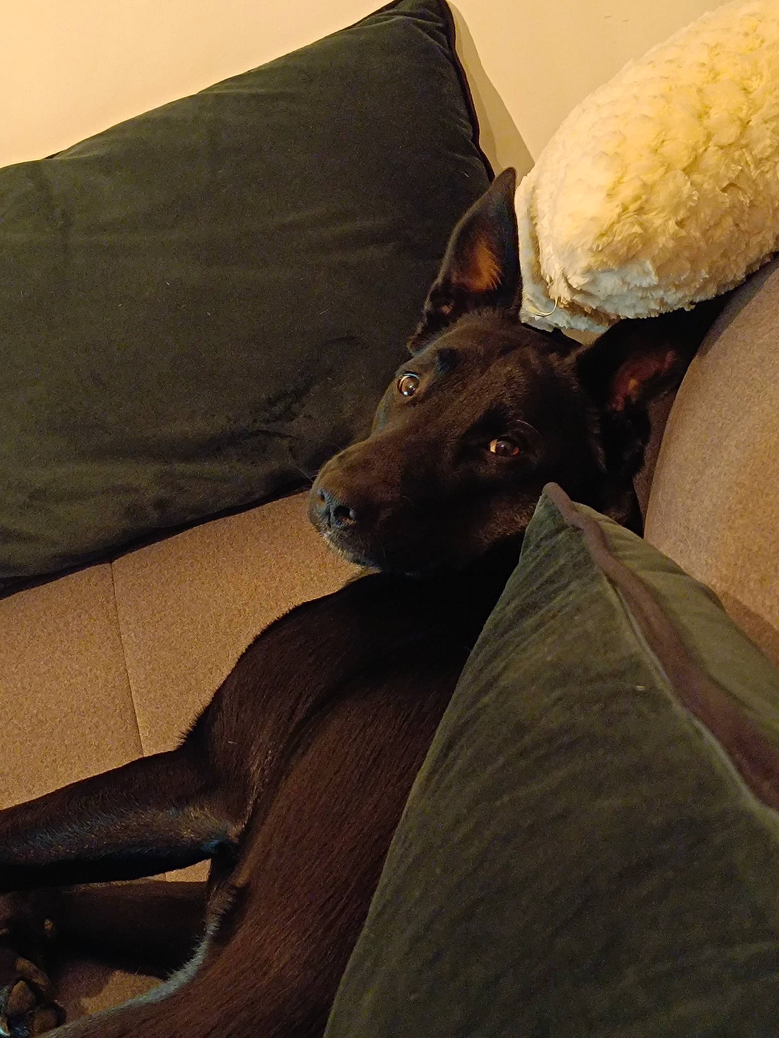 Luna a rejoint le concours — aidez-le/la à gagner de superbes lots ! canidae, carnivore, comfort, companion_dog, couch, dog, dog_breed, ear, fawn, felidae, fur, grey, linens, pillow, snout, sporting_group, toy_dog, whiskers, wood, working_animal