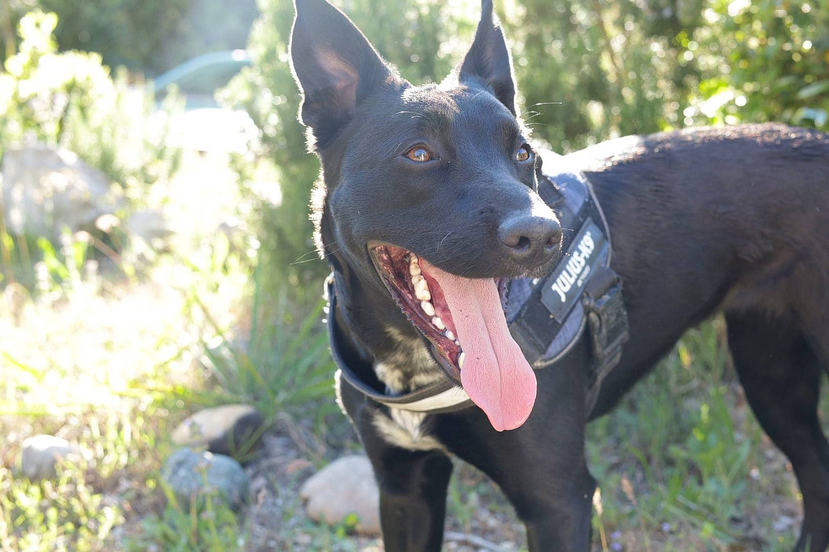 Luna participe au concours pour gagner de l'argent avec cette photo : adventure, art, canidae, carnivore, collar, companion_dog, dog, dog_breed, dog_collar, dog_supply, fang, grass, guard_dog, hunting_dog, plant, snout, sporting_group, whiskers, working_animal, working_dog