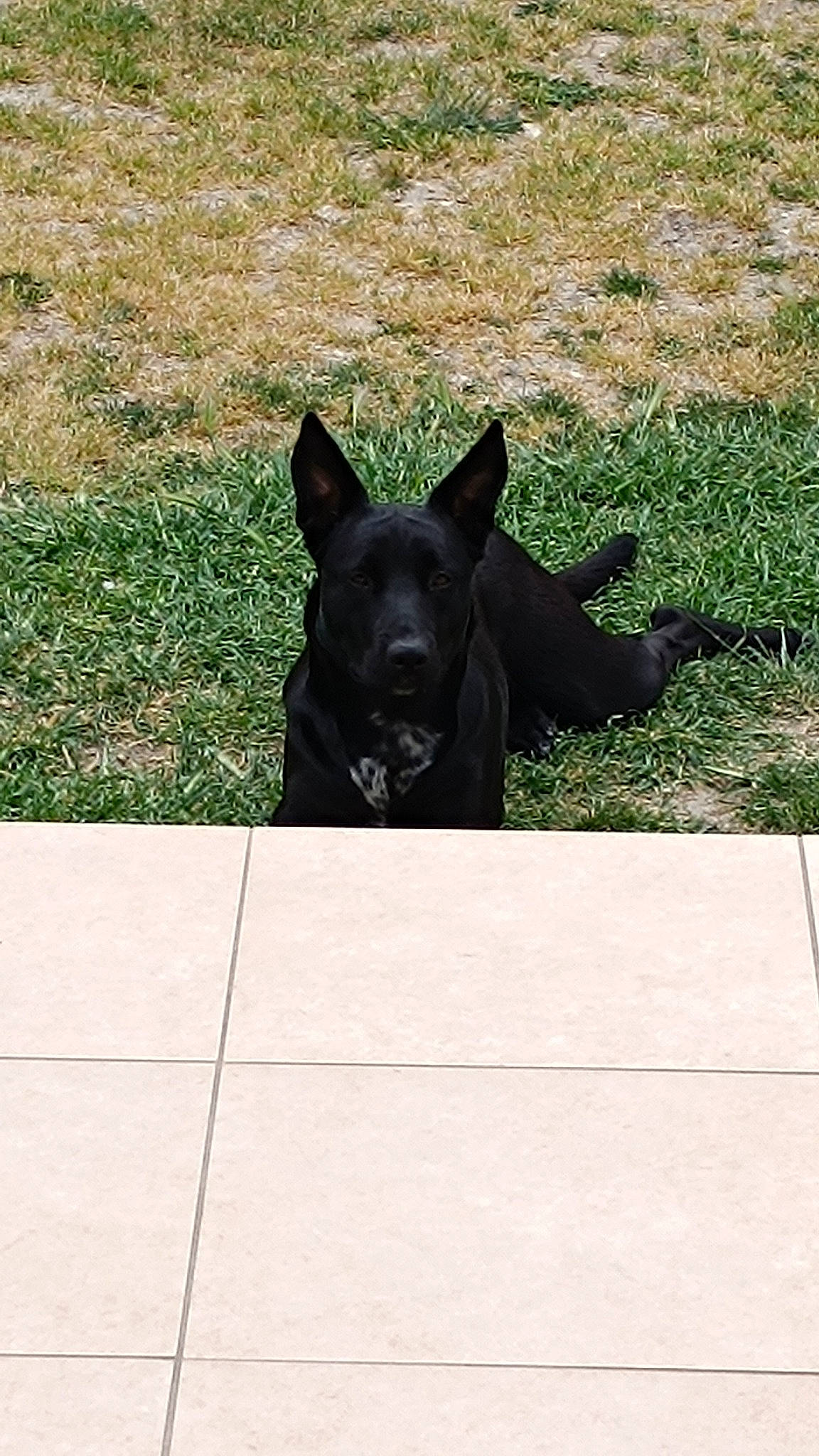 Luna participe au concours pour gagner de l'argent avec cette photo : canidae, carnivore, companion_dog, dog, dog_breed, grass, grassland, guard_dog, non_sporting_group, plant, sculpture, snout, sporting_group, tail, terrestrial_animal, window, working_animal, working_dog