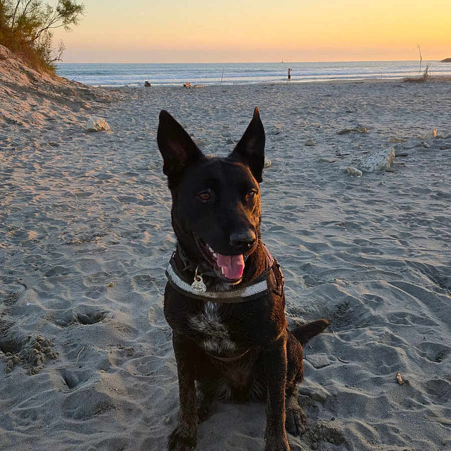 Luna participe au concours pour gagner de l'argent avec cette photo : animal, beach, canine, coast, dog, face, head, landscape, nature, outdoors, person, pet, photography, portrait, rock, sea, shoreline, sky, soil, water
