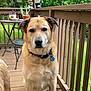 brown_fur, calm_expression, chair, collar, companion, dog, eyes, front_paws, greenery, id_tag, muzzle, outdoor, pet, porch, potted_plant, railing, sitting, table, trees, wooden_deck