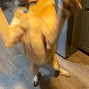 Loki joined the competition — help win amazing prizes! appliance, blurred, cabinet, canine, collar, dog, excited, floor, hardwood_floor, home_interior, indoor, jumping, kitchen, motion_blur, paw, pet, playful, refrigerator, standing, tongue