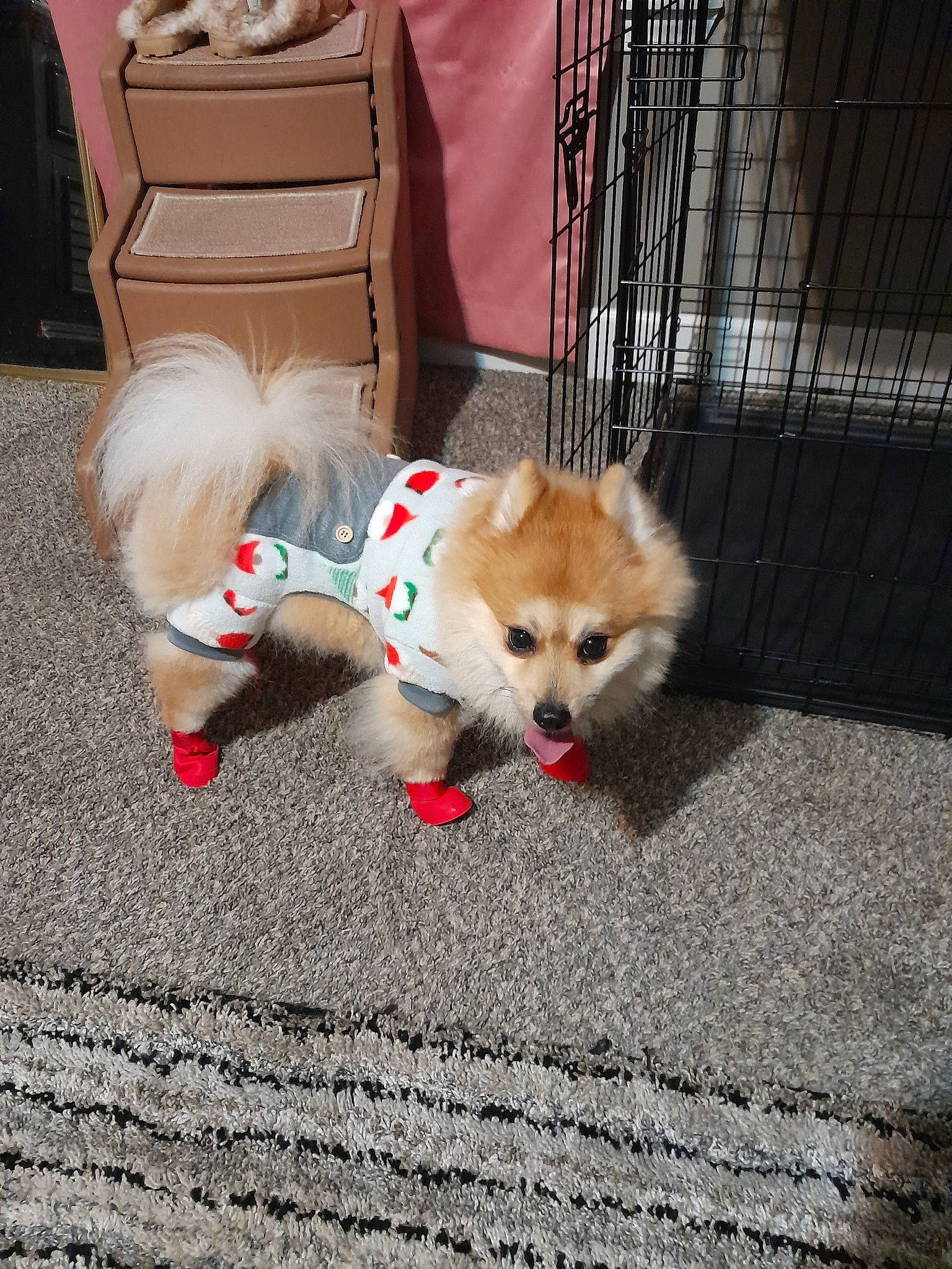 Macho Man is registered to the contest to win money with this photo: carnivore, chair, companion_dog, dog, dog_breed, dog_clothes, dog_supply, fawn, flooring, fur, german_spitz, leash, pomeranian, spitz, sporting_group, stuffed_toy, tail, toy, toy_dog, working_animal