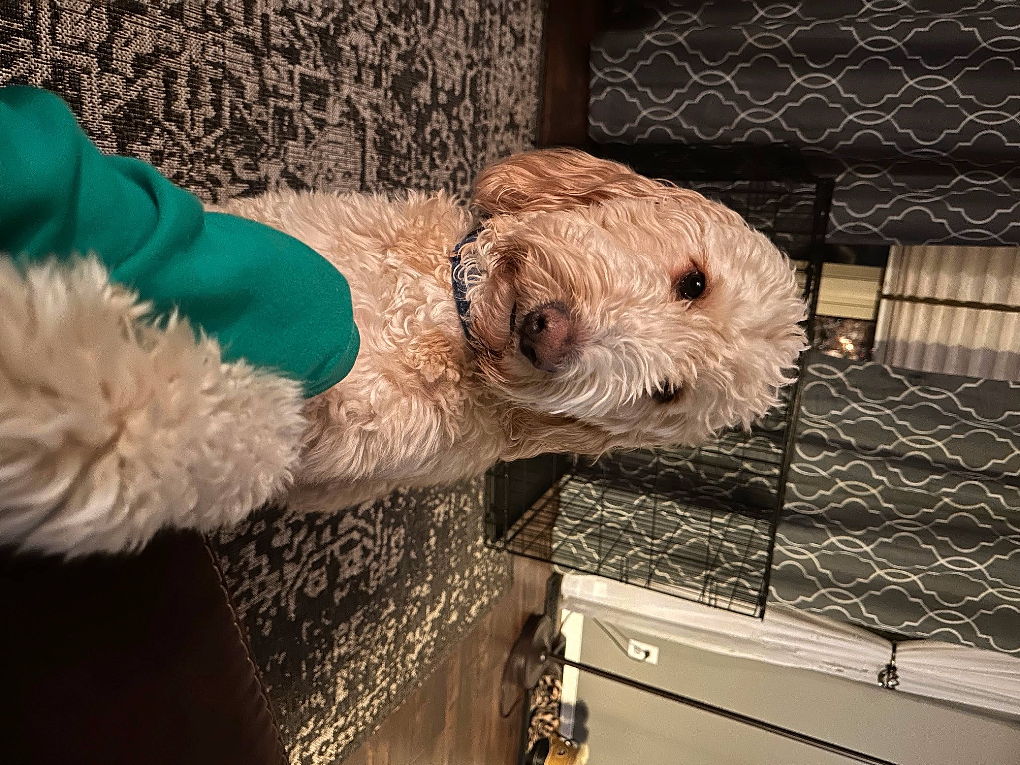 Max joined the competition — help win amazing prizes! canidae, carnivore, cockapoo, companion_dog, dog, dog_breed, dog_collar, dog_supply, fawn, fur, labradoodle, pet_supply, small_terrier, snout, sporting_group, terrier, toy_dog, welsh_terrier, wood, working_animal