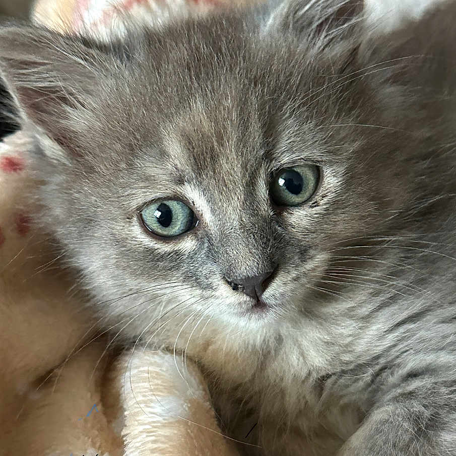 Myla a rejoint le concours — aidez-le/la à gagner de superbes lots ! animal, blanket, blue_eyes, cat, close_up, cozy, cute, domestic, face, fur, gray_fur, indoor, kitten, pet, portrait, sleepy, snuggling, soft, whiskers, young