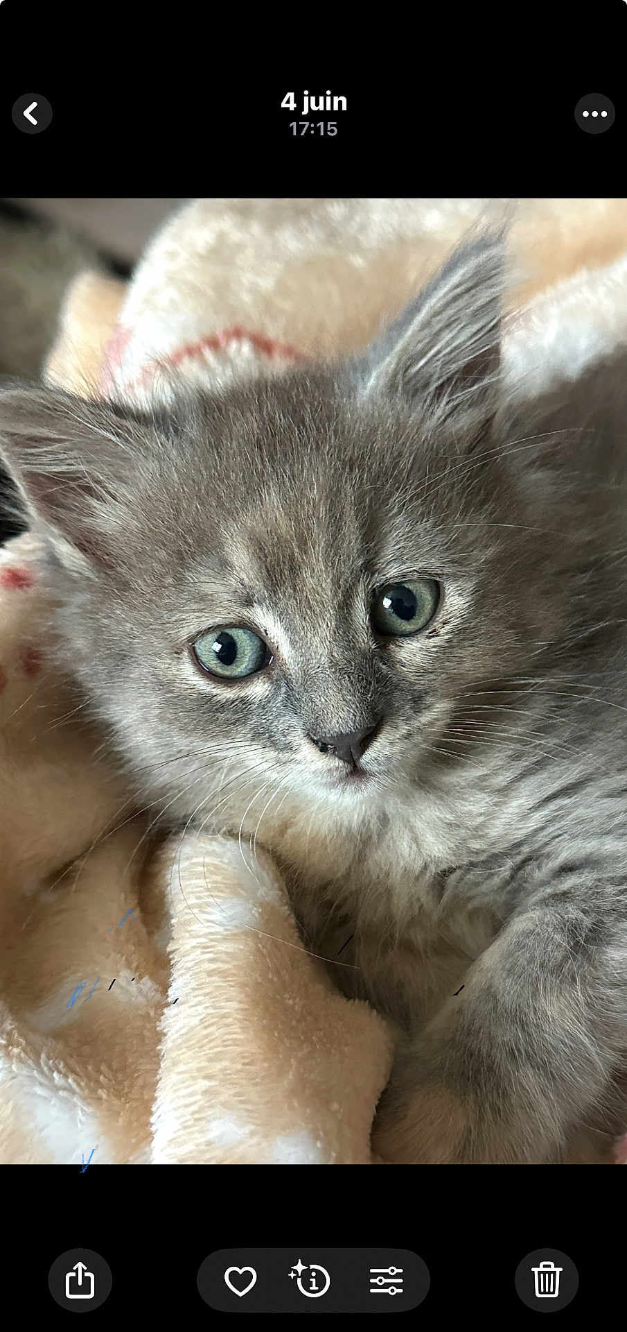 Myla a rejoint le concours — aidez-le/la à gagner de superbes lots ! kitten, cat, gray_fur, blue_eyes, close_up, blanket, soft, cute, pet, animal, whiskers, fur, snuggling, cozy, indoor, young, face, portrait, sleepy, domestic