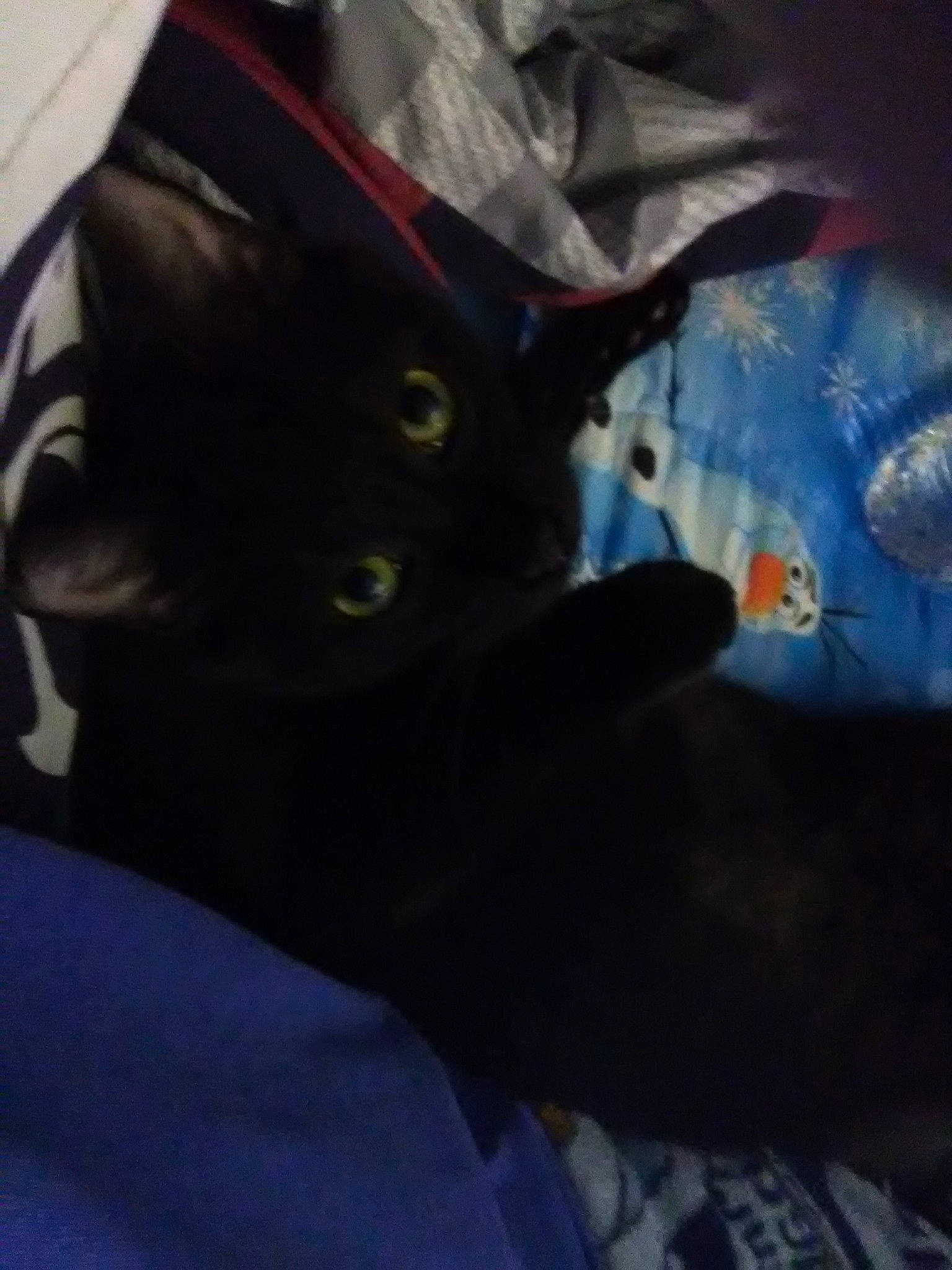 Shadow joined the competition — help win amazing prizes! black_cat, blue, carmine, carnivore, cat, comfort, darkness, domestic_short_haired_cat, electric_blue, felidae, fur, grey, linens, room, sleeve, small_to_medium_sized_cats, t_shirt, tail, tints_and_shades, whiskers