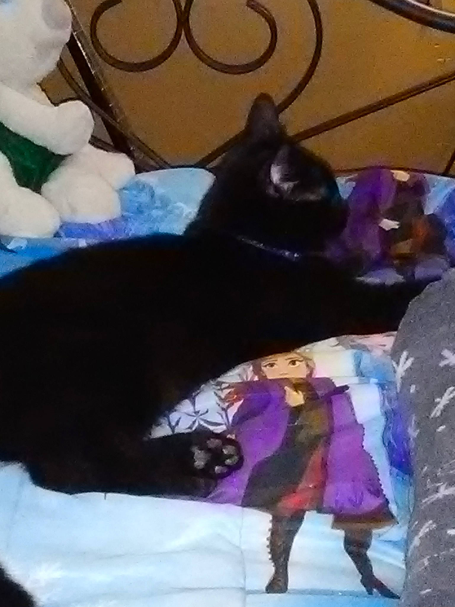 Shadow is registered to the contest to win money with this photo: art, black_cat, carnivore, cat, comfort, domestic_short_haired_cat, event, felidae, fur, linens, magenta, painting, purple, room, small_to_medium_sized_cats, snow, tail, tree, whiskers, winter